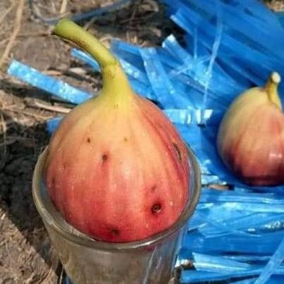 Bibit buah tin Super Jumbo jenis buah manis dan produktif SUPER MMMM VALID