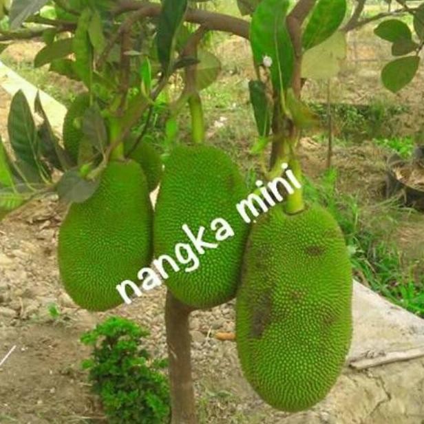 Bibit buah nangka mini/bibit nangka mini/nangka/bibit nangka mini VALID