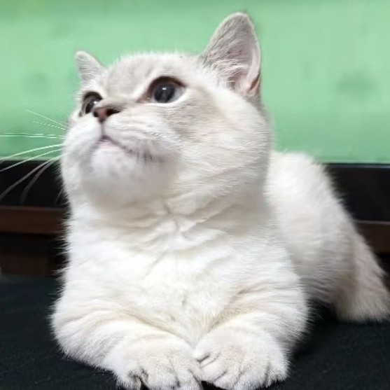 Open Adopsi  kucing bsh munchki jantan - usia 4 bulan - sudah vaksin warna silver sudah pup pasir da