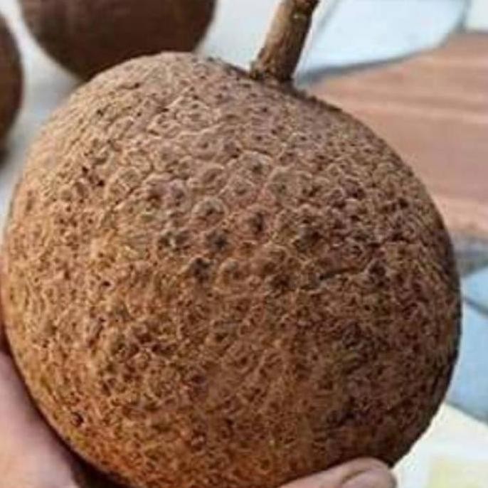 bibit tanaman buah durian gundul pohon durian gundul hasil okulasi PREMIUM