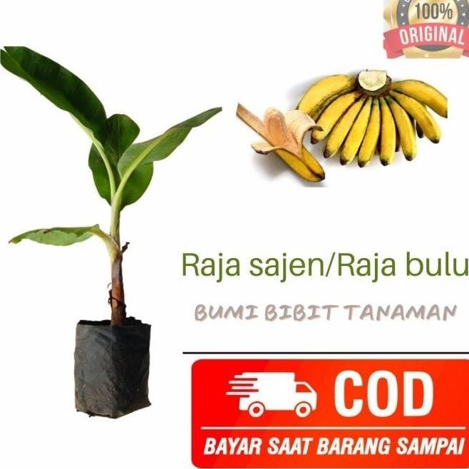 bibit pisang raja asli / raja sajen ATV