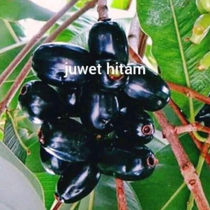 POHON bibit juwet hitam pohon tanaman buah di dalam pot BISA COD