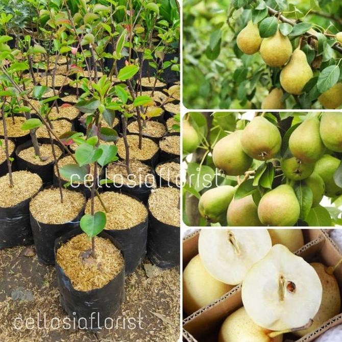 Bibit Tanaman Buah Pir Kuning Cangkok Lebih Cepat Berbuah Pohon Hidup BISA COD