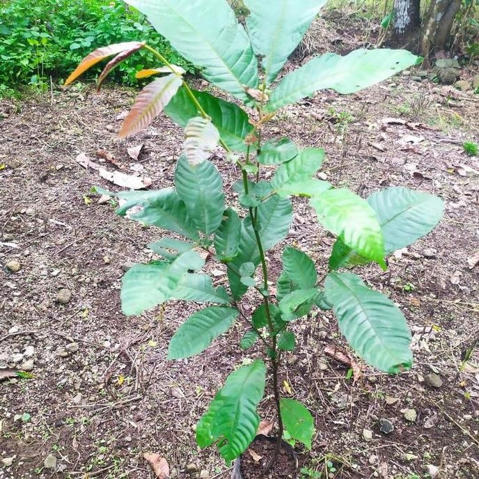 Bibit Tanaman Buah Matoa Pohon Buah Matoa BISA COD