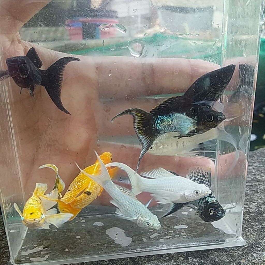 molly long body lyretail