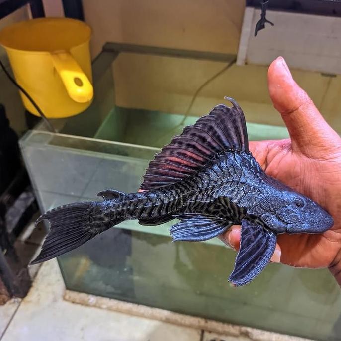 Bst Ready Ikan Sapu-Sapu Hitam Short Body King Best Seller