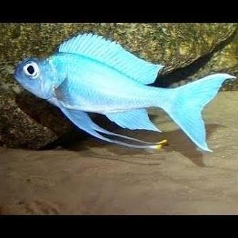 Ventralis Featherfin Cichlid Ophthalmotilapia Paratilapia Tanganyika