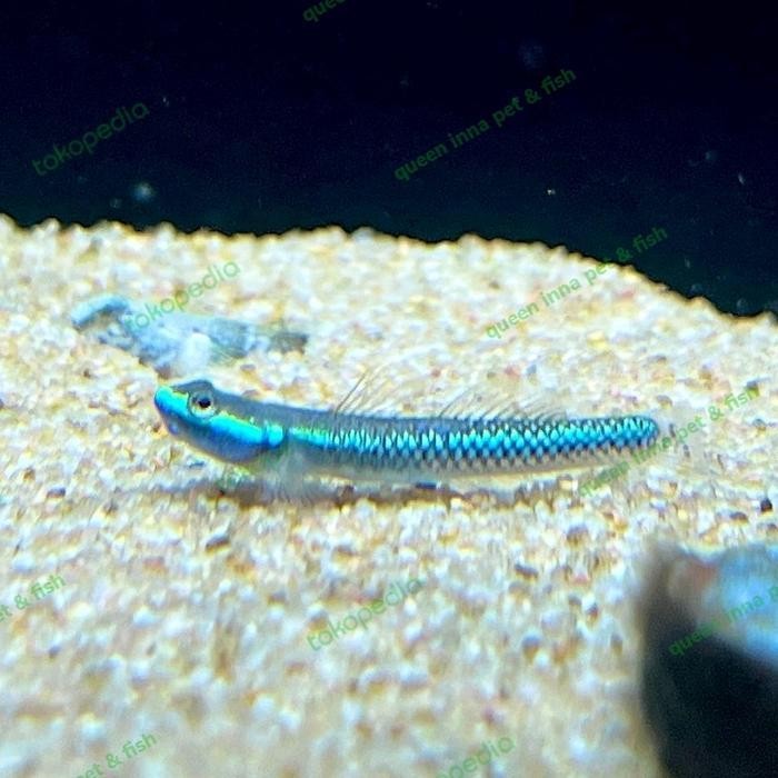 RA Goby Blue Neon RARE / ikan aquascape ikan hias