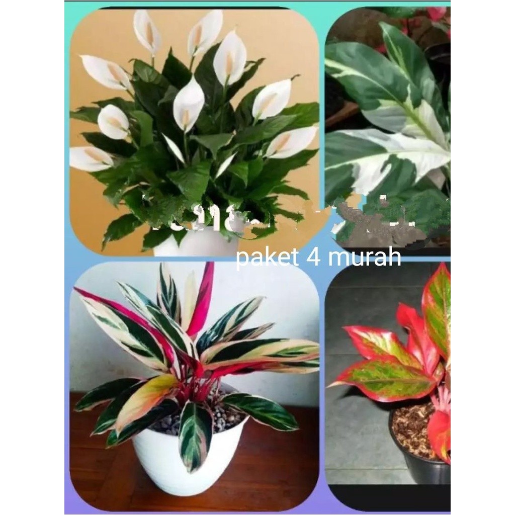 promo terbatas.tanaman hias hidup 4 paket..anglonema lipsitik/spatu flm valigatha