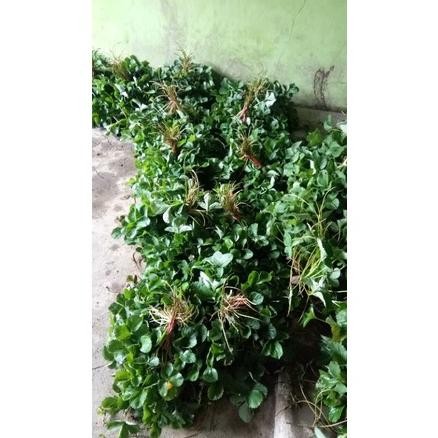 5 Bibit strawberry SAGAHONOKA Jumbo