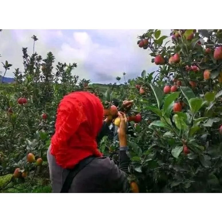 Bibit Apel Merah