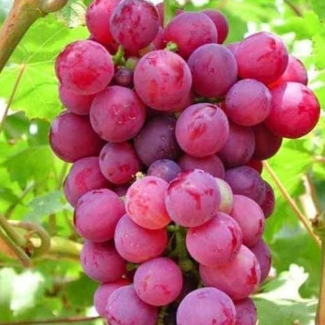 BIBIT ANGGUR MERAH SUPER MANIS