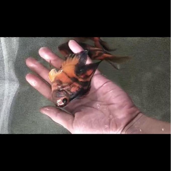 Bst Ready Kingkong Parrot Tiger No Tail 8-10Cm ( Langkah ) Best Seller