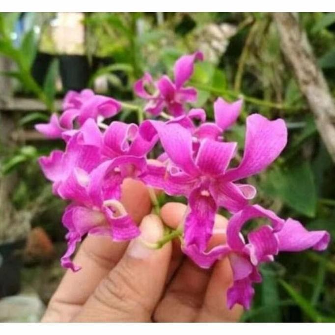 TERBARU - anggrek dendrobium dewasa tual maluku