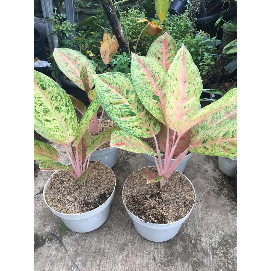 tanaman hias aglonema big roy pot putih