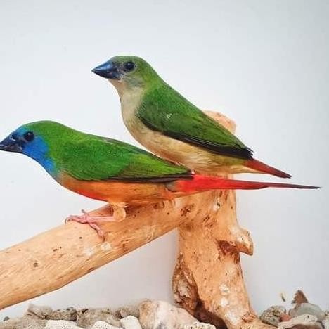 

TERLARIS - emprit bondol hijau / binglish sepasang pilihan