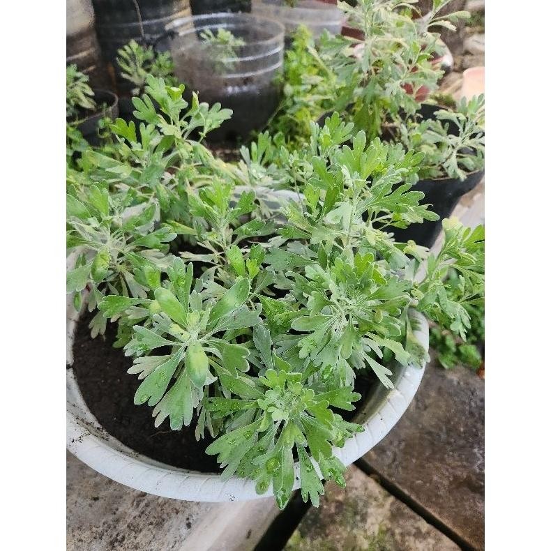 Benih Bibit Tanaman puyong Suci / Puyung Pu rong FuRong Ju pohon rezeki Menetralisir energi negatif 