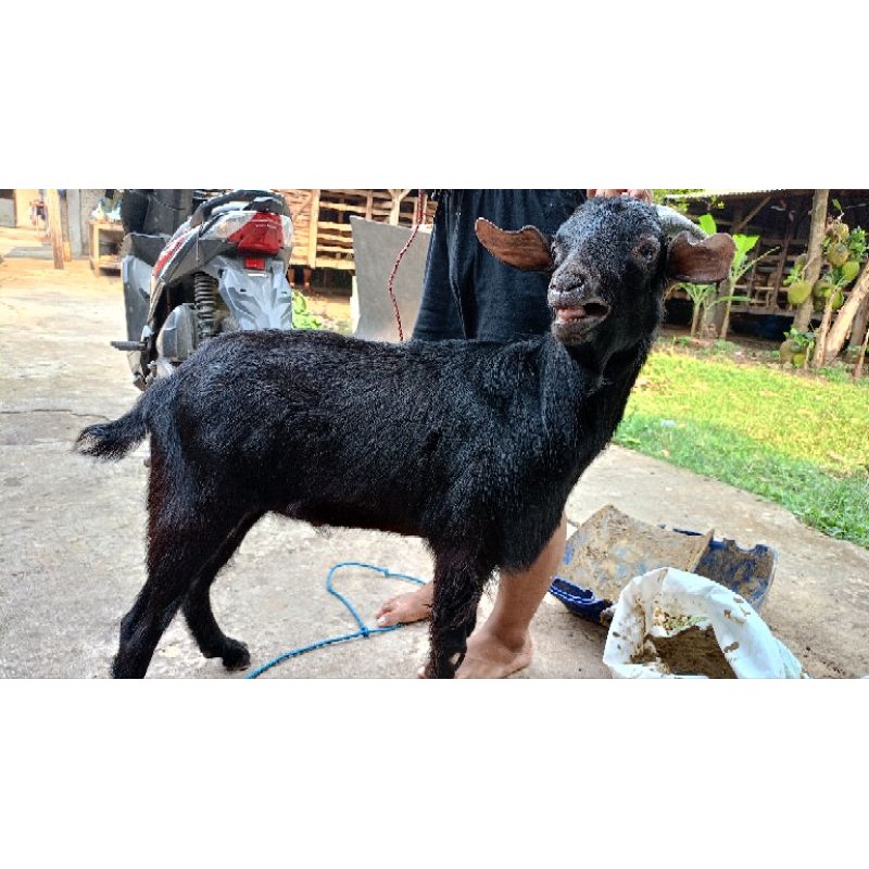 kambing aqiqah / kambing hidup / potong cacah / domba aqiqah / akikah / kekah - Huraisa Aqiqah