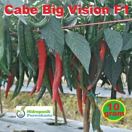 Benih Cabe Cabai Besar Big Vision F1 Isi 10 Gram Cap Tiga Daun Kualitas Terbaik