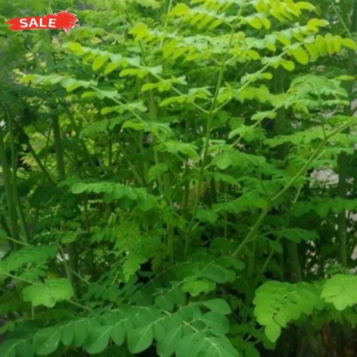 

Aman Terbaik Ready!! Daun Kelor Segar 200Gram Anti Kanker Dan Stres Daun Ramban