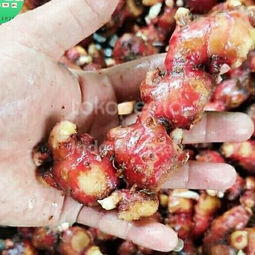 

Jahe Merah Kualitas Pasar Ern 1 Kg Paing Dus Bersih Tanpa Tanah