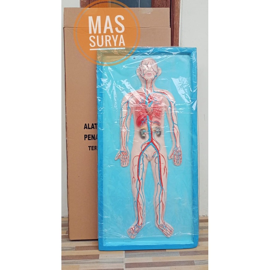 

PENAMPANG ATAU MODEL PEREDARAN DARAH MANUSIA