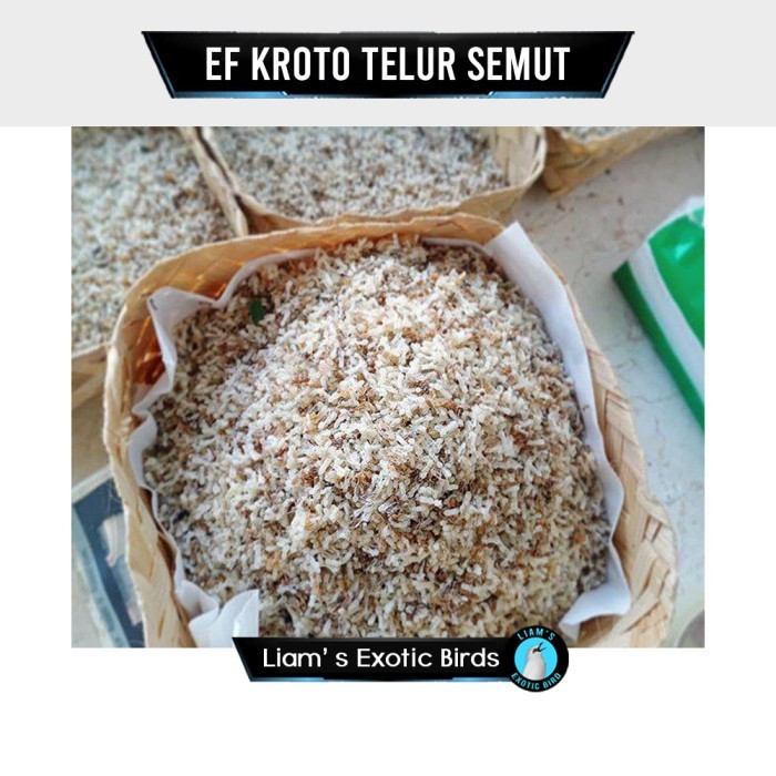 Kroto Telur semut 1 Ons