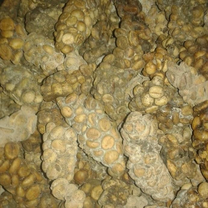 

Kopi Bogor Luwak Liar Asli 200 Gr (Biji/Bubuk)
