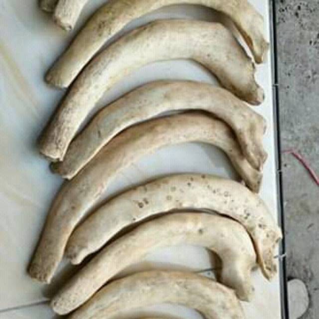 Jual Promo Bahan Iga Duyung Limited