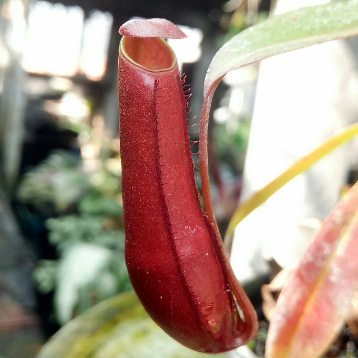 arr nepenthes gracilis red/ nepenthes/kantong semar/tanaman karnivora