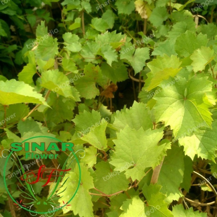 ris bibit buah anggur merah/pohon anggur/benih buah anggur merah