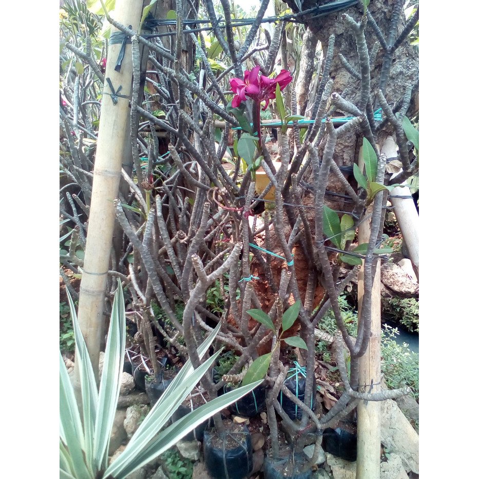 ris Pohon Kamboja Merah Kecap