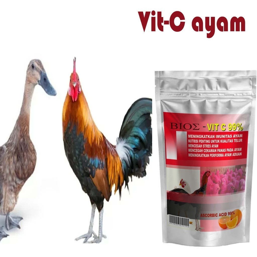 Vitamin unggas untuk daya tahan tubuh dan produktifitas telur Vitamin C Ayam aduan 12B3318