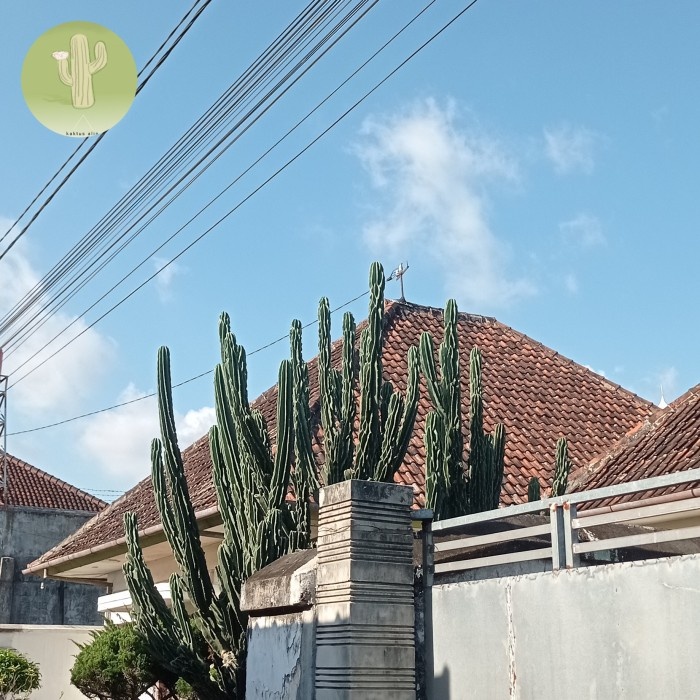Lilin - Kaktus Lilin Cabang Tinggi