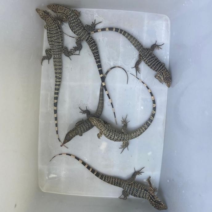 Ready Tegu Hybrid Chacoan X Red Mulus No Biawak Iguana