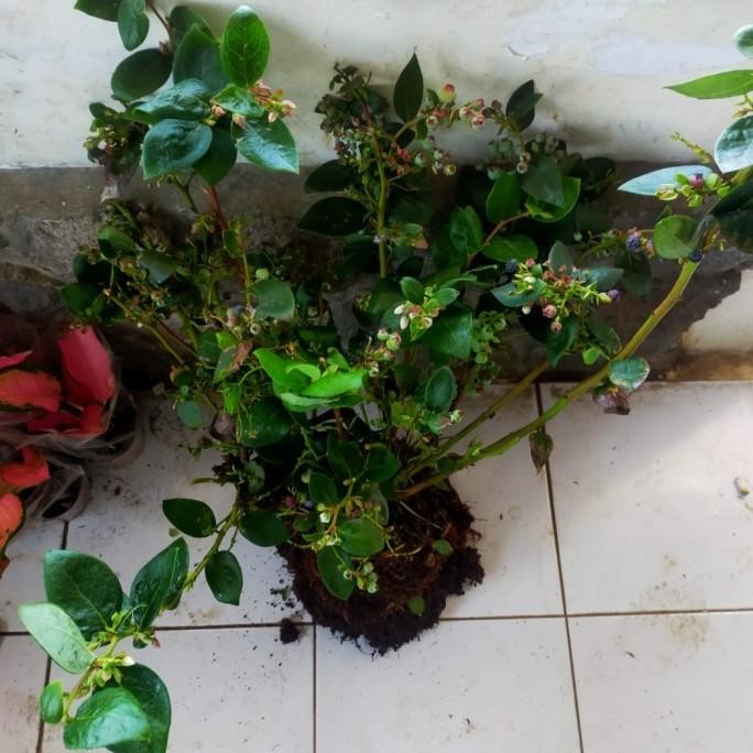 Bibit pohon blueberry - pohon buah blueberry - berbuah MMX