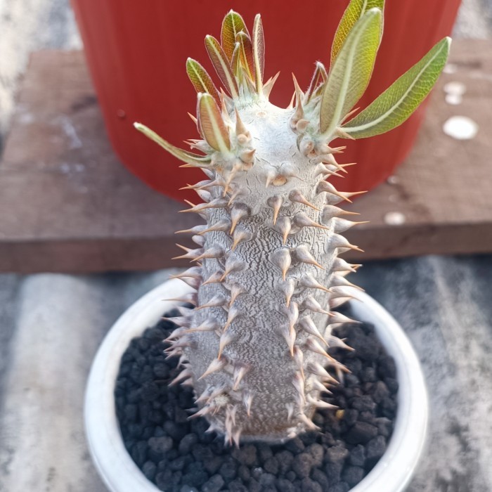 PACHYPODIUM HOROMBENSE