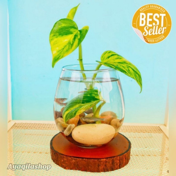 VAS POT BUNGA TANAMAN AIR HIDROPONIK