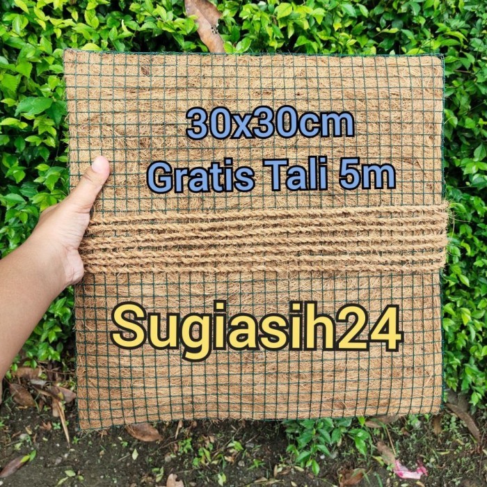 MEDIA TANAM TEMPEL PLATYCERIUM ANGGREK BULAN