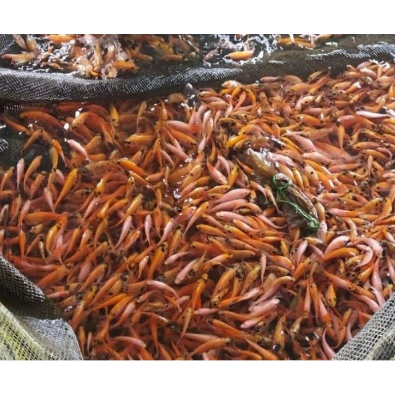 

bibit nila merah size 5 cm isi 100 ekor