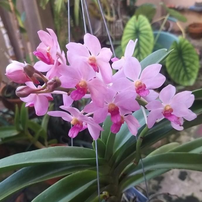 

Vasco Koishi Ikai Terlaris