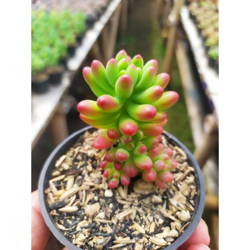 sedum pachyphyllum jelly bean korea KAKTUS SUKULEN TANAMAN HIAS