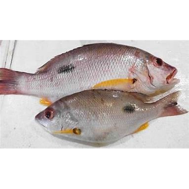 

Ikan kakap tompel segar ukuran 500 gram