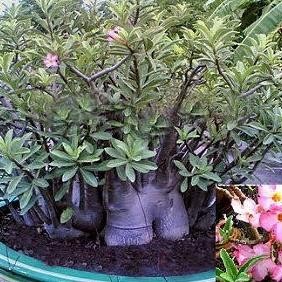 Benih Biji Adenium Black Giant Arabicum Adenium