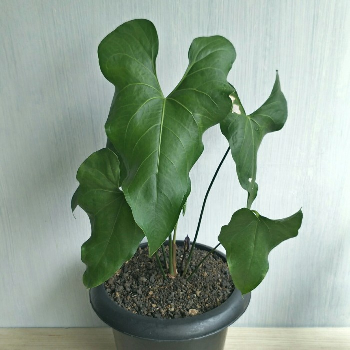 Ready Anthurium Watermaliense Tanaman Hias Koleksi