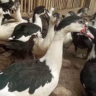 

Entoq / Bebek Entok Hidup 1.5 Kg - Up. Terlaris