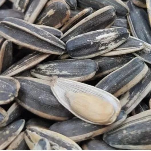 

Kuaci Rebo Original 1Ball 2Kg Diskon