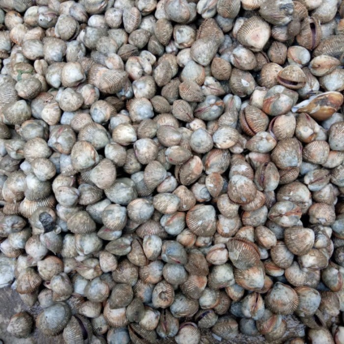 

Kerang Dara 1Kg