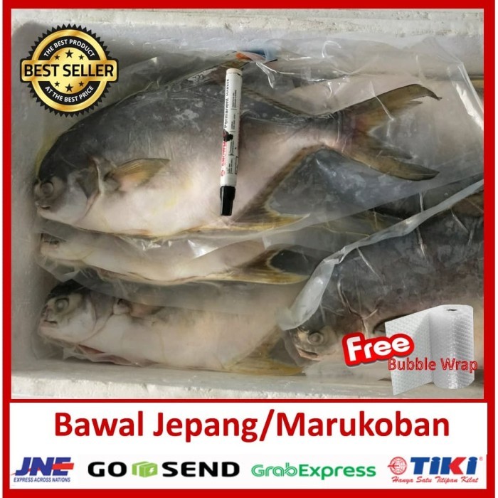 

Frozen Ikan Bawal Jepang Utuh 1 Ekor / Marukoban / Golden Pomfret /