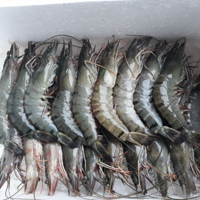 

Udang Pancet 500 Gr Ak 20 (10-12 Pcs)/ Windu / Giant Black Tiger Prawn